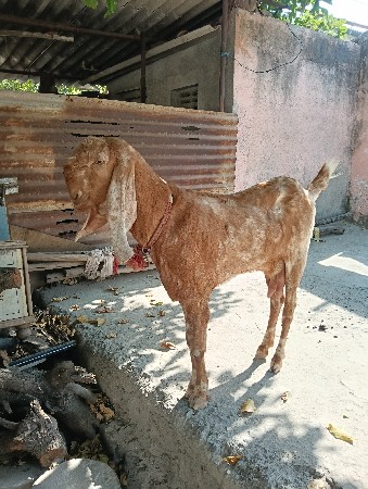 Bakri Devani che