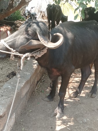 ખડેલીવેચવાનીછેઅકેમયનાનોઘાભછે