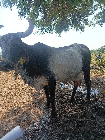 ગાય વેચવાની સે