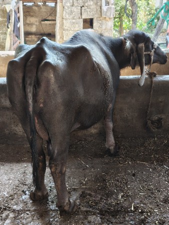 ભેંશ વેચવાની છે