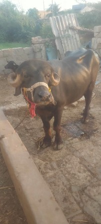 પાડો વેસવાના સે
