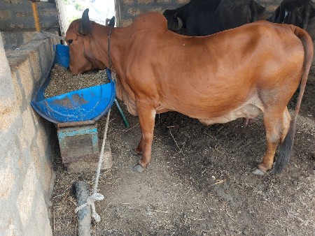 ગાય વેચવાની છે