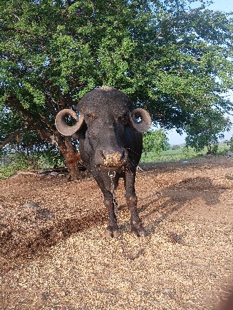 ભેંસ વેચવાની છે