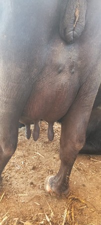 ભેંસ વેચવાની છે
