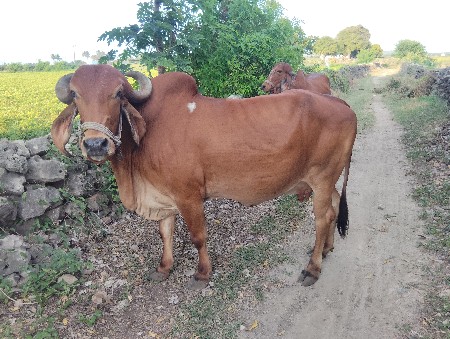 ગાય