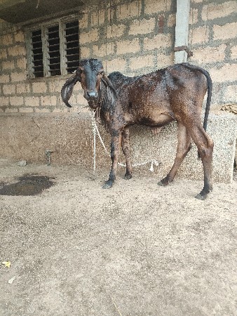 ગીર બ્લેક સાવ કાળી કપિલા