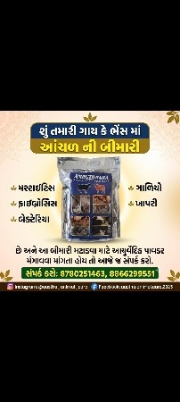 ગાય ભેંસ માં આંચળ ની બીમારી મટાડવા