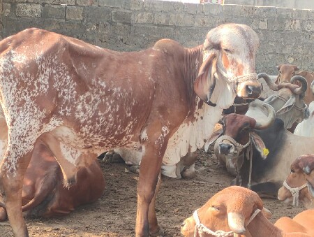 બેખૂટ વેચવાના છે સારી બ્લડ લઈને