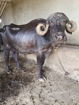 ભેહ