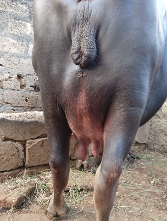 ભેસ વેચવાની છે
