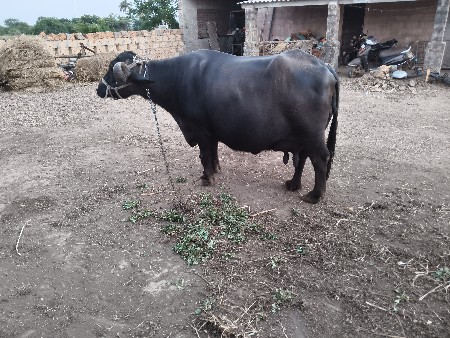 દસ દિવસની વાર