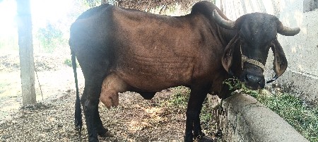 ગાય વેચવા ની છે