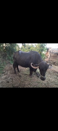 3 જુ વેતર7359731355