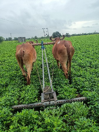 આ બળદ વેચવાના છે