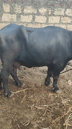 ટોપલી ખડેલી બીજું વેતર વ્યાસે