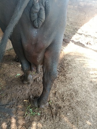 ભેંસ વેચવાની છે
