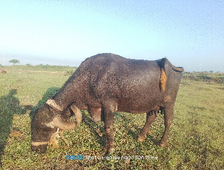 વેચવાની છે
