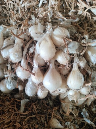 સફેદ કાજી વેચવાની છે.
