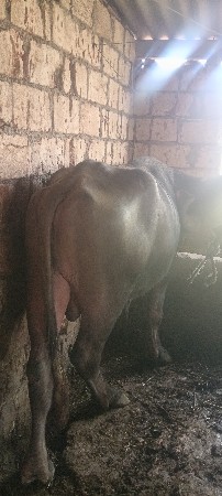પાડો