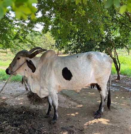 લીલડી ગાય વેચવા ની છે