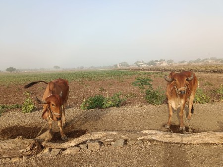 બળદ વેચવાના છે