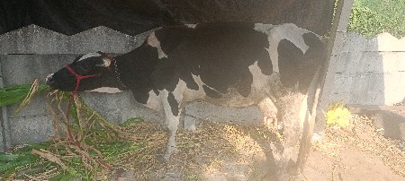 જર્સી ગાય