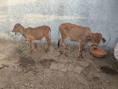 vachhadi vechava ni