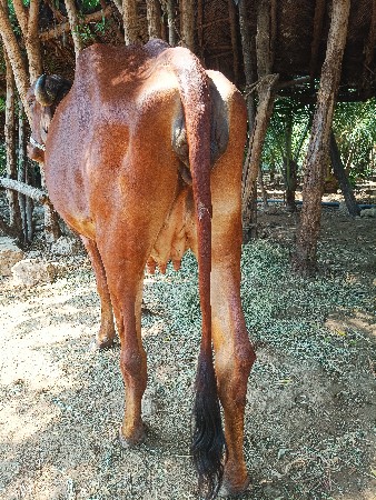 આ ગાય વેચવાની છે.