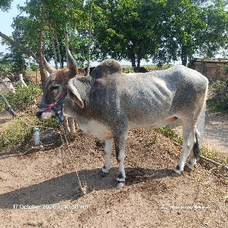 ગોધલો વેચવાનો છે