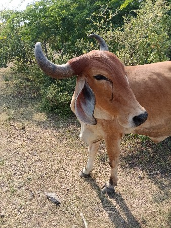 વેચવાની