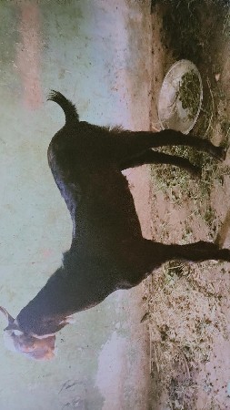 બકરો વેચવાનો છે
