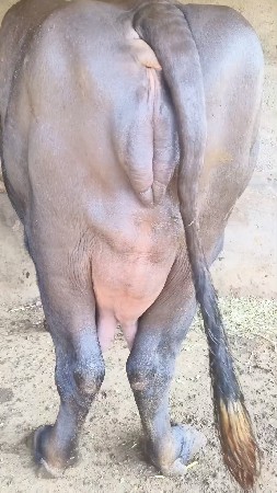 ભેંસ વેચવાની છે