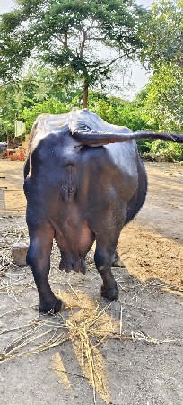 વેસ વાની સે