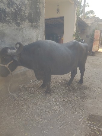ભેંસ વેચવાની છે