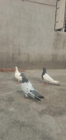 સાટા મા