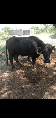 વેચવાની છે