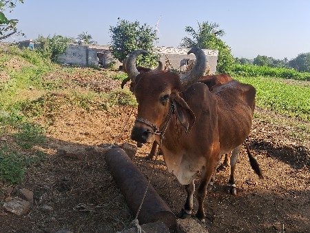 સાચવી શકે તેને આપવાના સાવ સોજા
