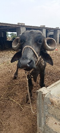 ભેંસ વેચવાની છે