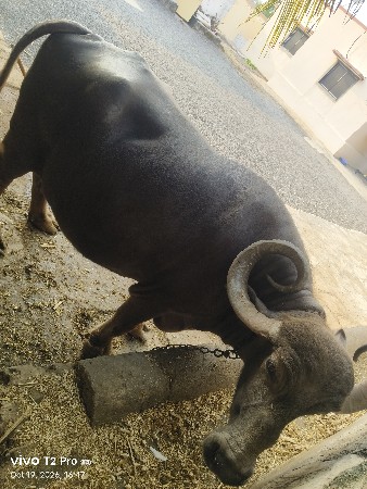 ભેસ વેચવાની સે