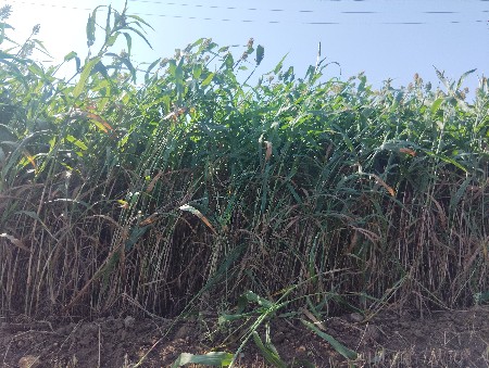 આ ફુલ નીલો ચારો વેચવાનો છે