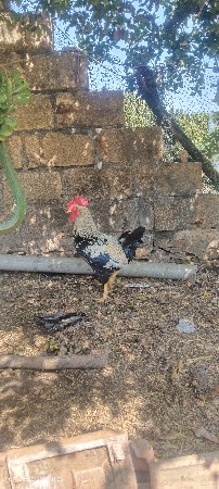 ઓરિજનલ દેશી