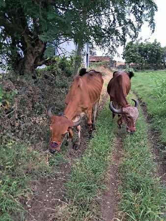 મફત દેવાના સે
