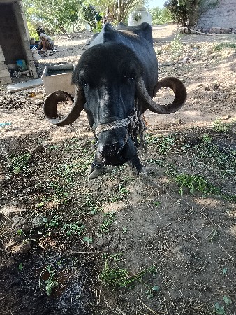 ભેંસ જાફરાબાદી