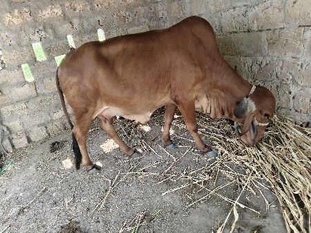 ગાય વેચવાની છે