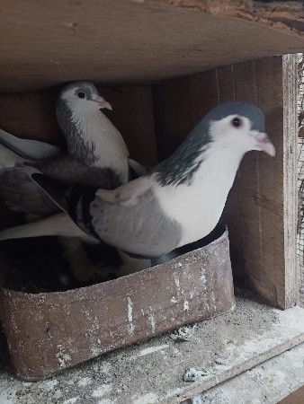 કબૂતર વેચવાના છે