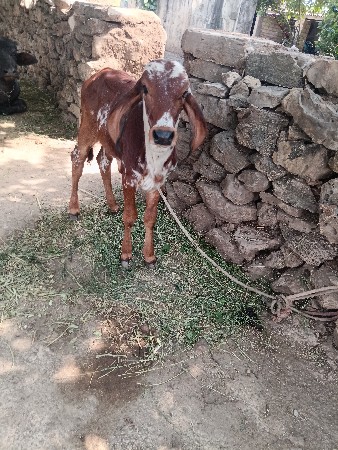 દેવસી રામ