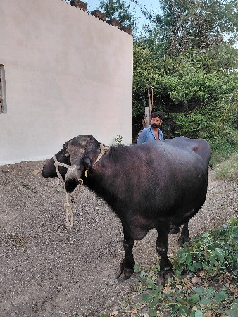 ભેસ વેચવાની