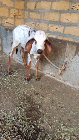ગાય વેચવાની છે