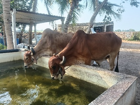 બળદ દેવાના