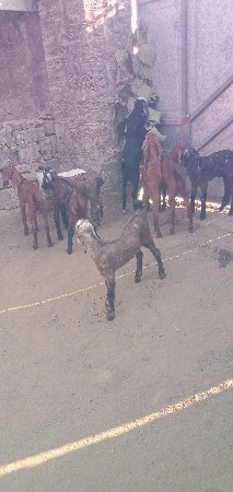 બકરા વેચવાના છે